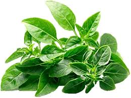 Globe Basil Seeds for compact, aromatic herb plants with small, flavorful leaves, perfect for culinary use, container gardening, and herb gardens.